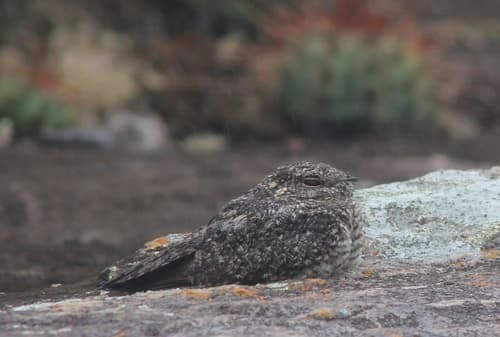 Pygmy Nightjar