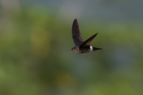 Pygmy Swiftlet