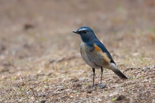 Qilian Bluetail