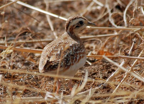 Quail-plover