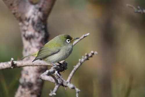 Réunion Olive White-eye