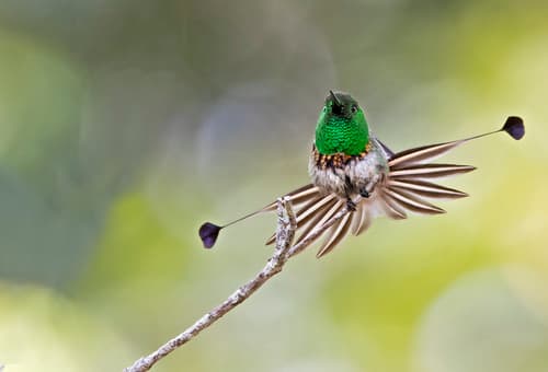 Racket-tailed Coquette