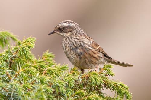Radde's Accentor