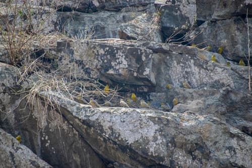Raimondi's Yellow-Finch
