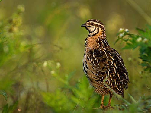 Rain Quail