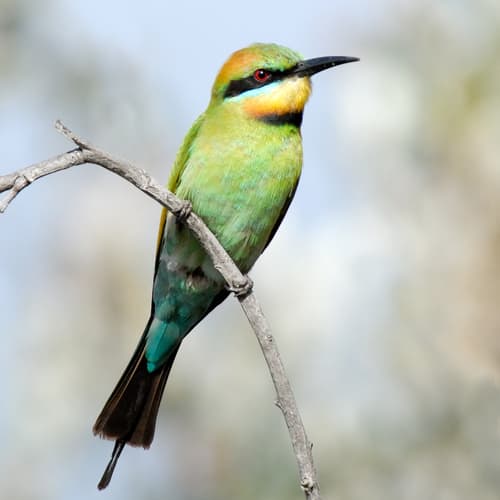 Rainbow Bee-eater