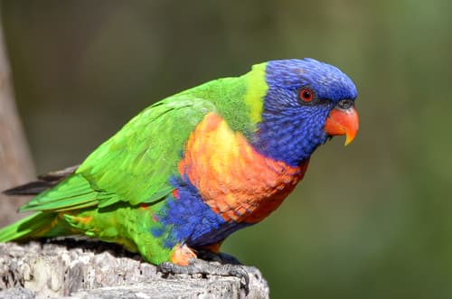 Rainbow Lorikeet