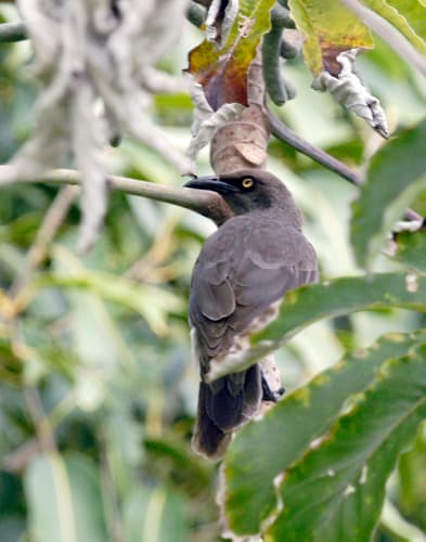Rarotonga Starling