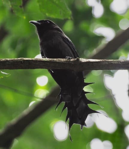 Ratchet-tailed Treepie