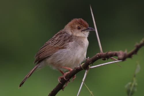 Rattling Cisticola