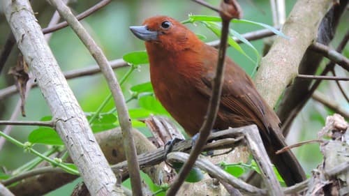 Recurve-billed Bushbird