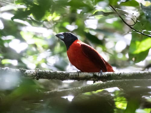 Red-and-black Grosbeak