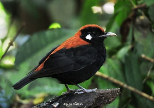 Red-and-black Thrush