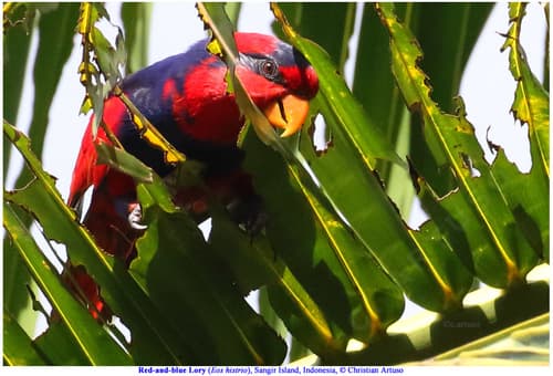 Red-and-blue Lory