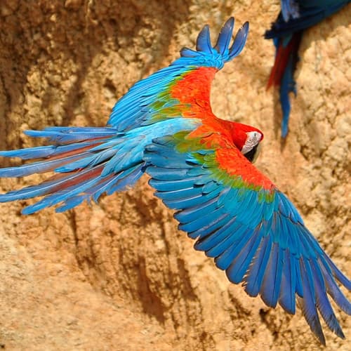 Red-and-green Macaw