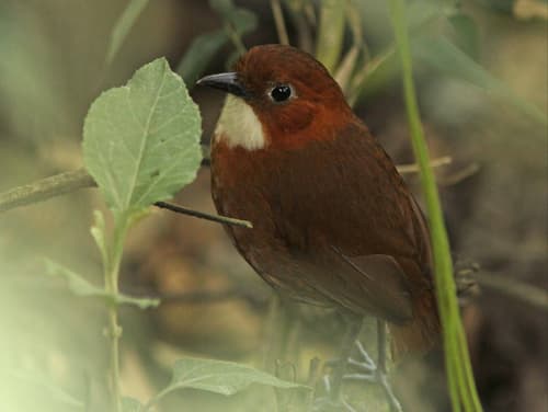 Red-and-white Antpitta