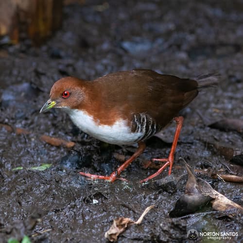Red-and-white Crake