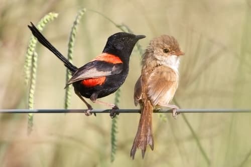 Red-backed Fairywren