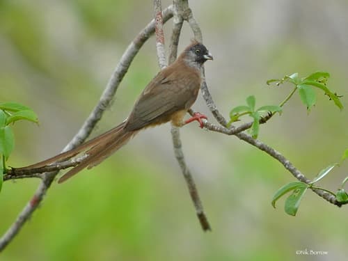 Red-backed Mousebird