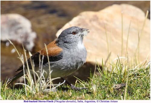 Red-backed Sierra-Finch