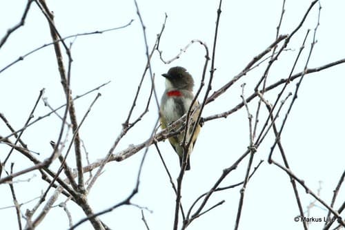 Red-banded Flowerpecker