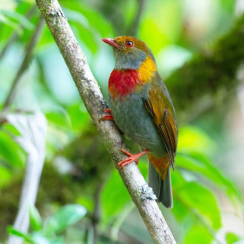 Red-banded Fruiteater
