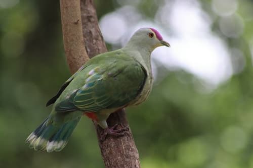 Red-bellied Fruit Dove