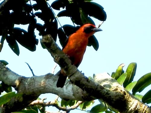 Red-bellied Malimbe