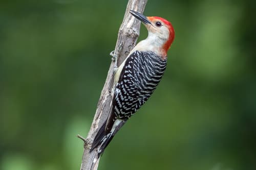 Red-bellied Woodpecker