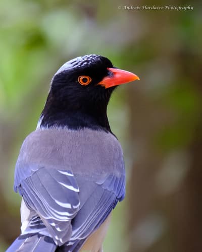Red-billed Blue-Magpie