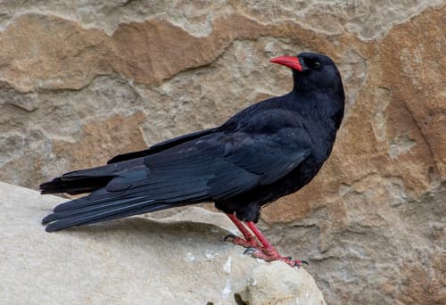 Red-billed Chough