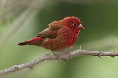 Red-billed Firefinch