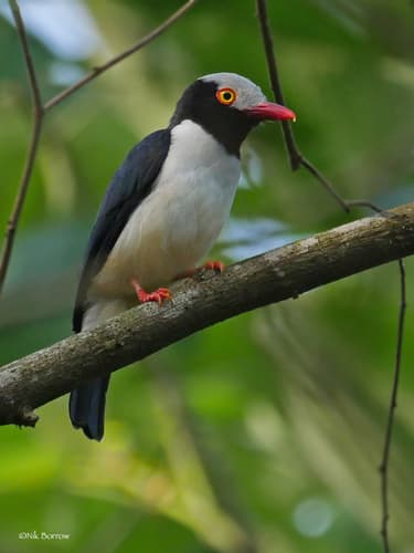 Red-billed Helmetshrike