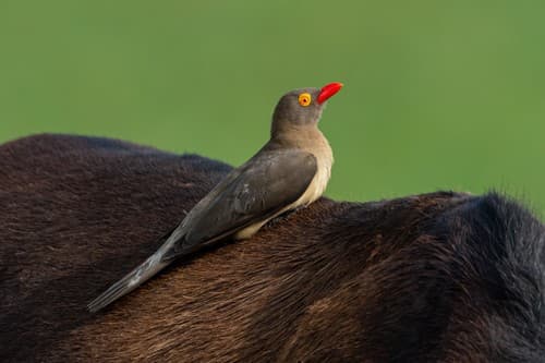 Red-billed Oxpecker