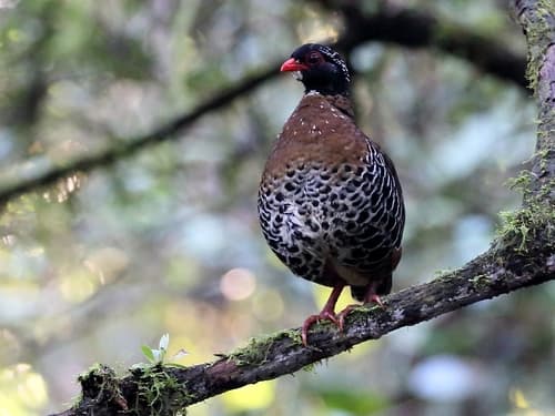 Red-billed Partridge