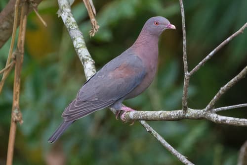 Red-billed Pigeon
