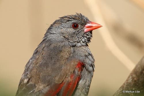 Red-billed Pytilia