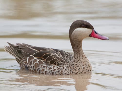 Red-billed Teal