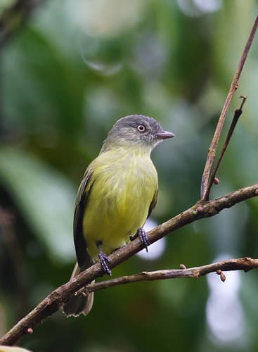 Red-billed Tyrannulet