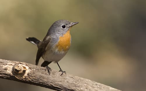 Red-breasted Flycatcher