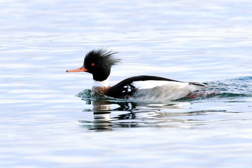Red-breasted Merganser