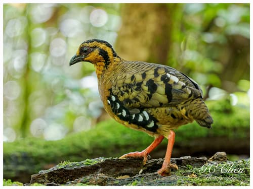 Red-breasted Partridge