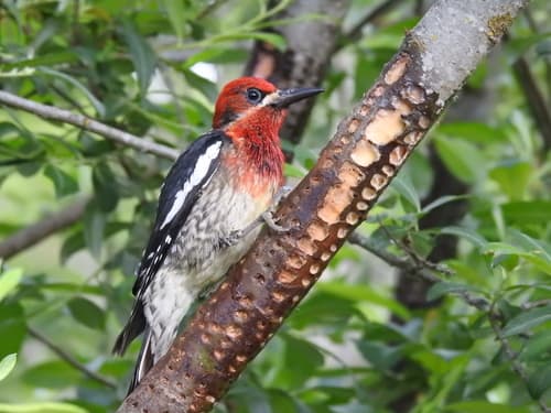 Red-breasted Sapsucker