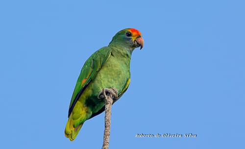 Red-browed Amazon