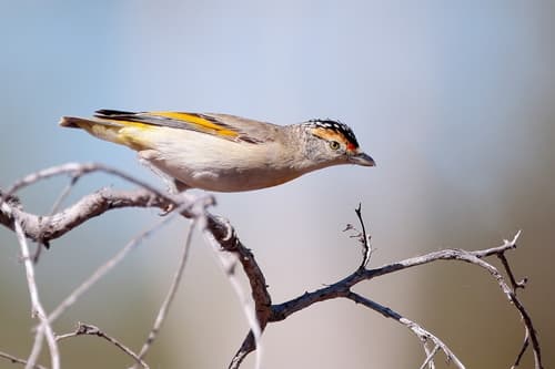 Red-browed Pardalote