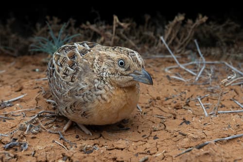 Red-chested Buttonquail