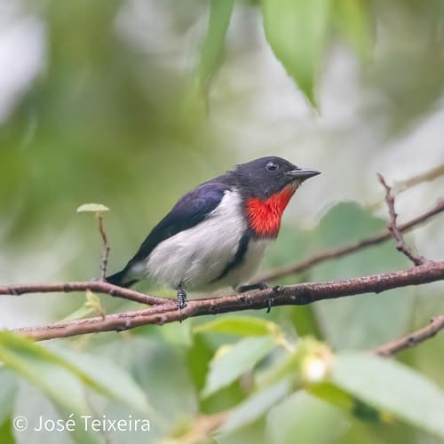 Red-chested Flowerpecker