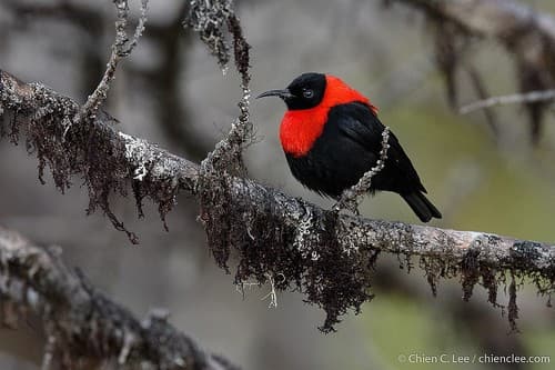 Red-collared Myzomela