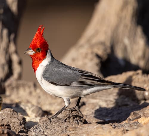 Red-crested Cardinal