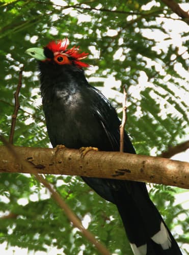Red-crested Malkoha